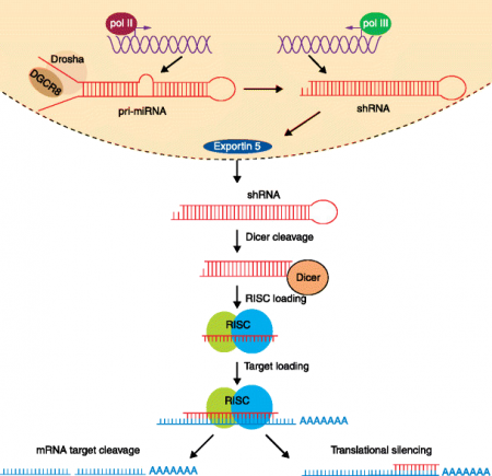 shrna – Vector Biolabs