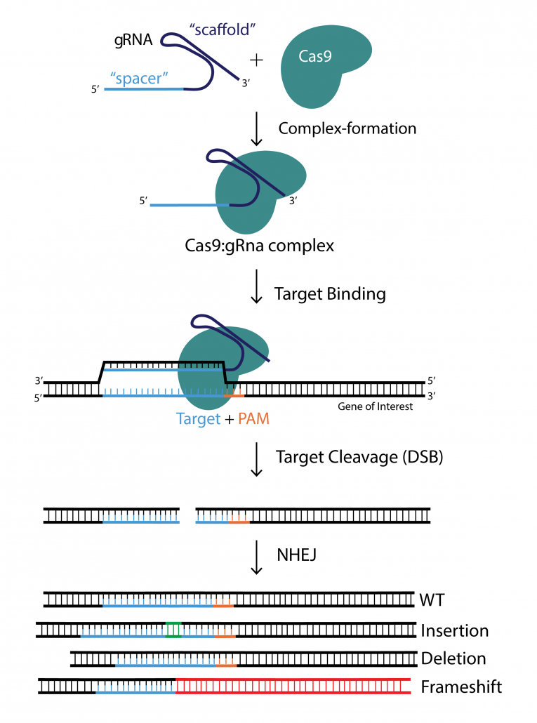 CRISPR/Cas9 AAV and Adenovirus Product Catalog – Vector Biolabs