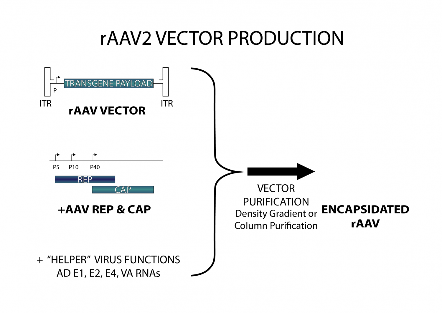 Introduction to Adeno-Associated Viruses (AAV) – Vector Biolabs