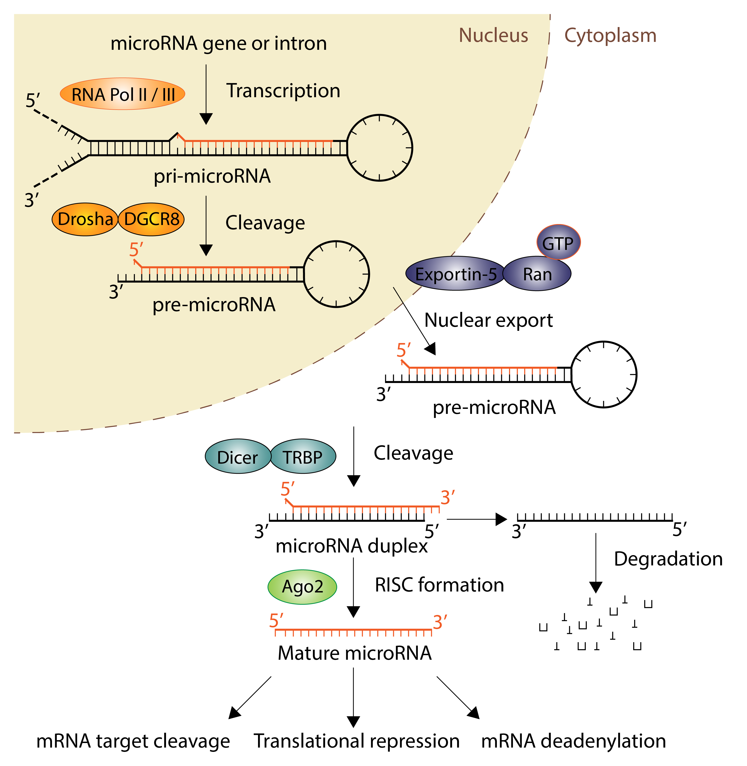 MiRNA - MicroRNA - JapaneseClass.jp