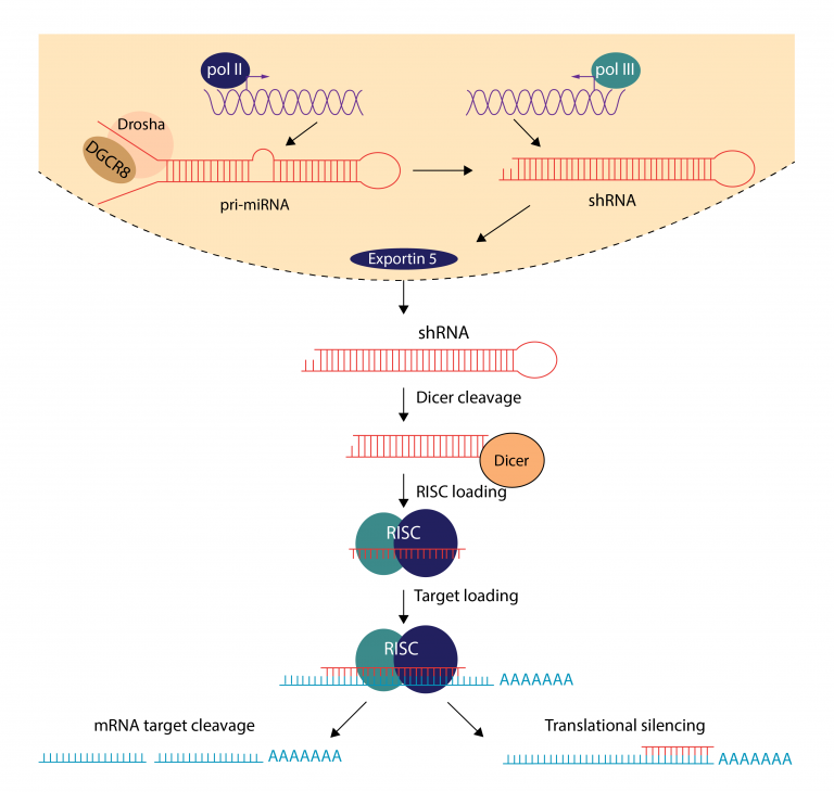 Short-hairpin (shRNA) Silencing AAV and Adenovirus – Vector Biolabs