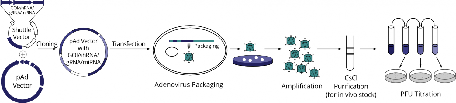 Custom Adenovirus Construction Services – Vector Biolabs