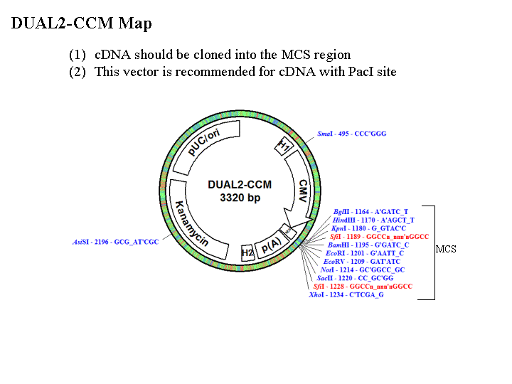 Shuttle Vectors For Over-Expression/shRNA Adenovirus – Vector Biolabs